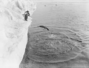 George Murray Levick Gallery: Adelie penguin dives from an ice shelf into the sea