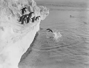 Adelie penguin dives from an ice shelf, others wait their turn