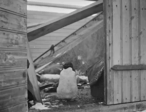 Debenham Gallery: Adelie penguin, at doorway of a hut
