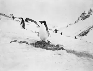 : Adelie penguin on nest