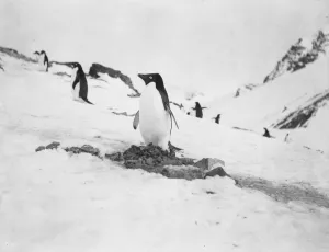 Scottish National Antarctic Expedition 1902-04 Gallery: Adelie penguin on nest