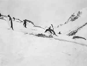 Scottish National Antarctic Expedition 1902-04 Gallery: Adelie penguin on nest