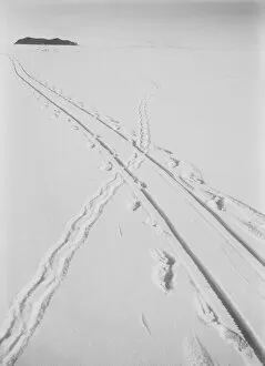 Images Dated 8th December 2015: Adelie penguin track and sledge track crossing. December 8th 1911