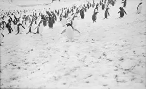 Snow Collection: Adelie penguin, Waterboat Point, Paradise Bay