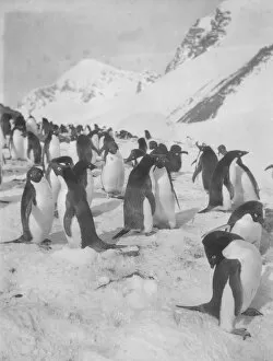 Images Dated 8th August 2018: Adelie penguins