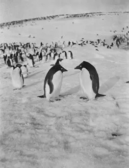 Images Dated 8th August 2018: Adelie penguins