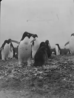 Images Dated 11th December 2015: Adelie penguins and chicks
