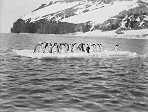 Adelie penguins on an ice floe