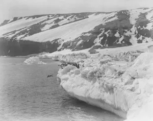 George Murray Levick Gallery: Adelie penguins on an ice shelf. One penguin dives into the sea
