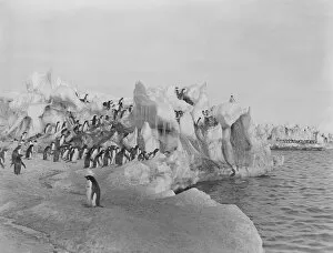 George Murray Levick Gallery: Adelie penguins standing on weatherd ice