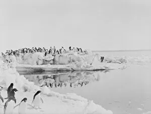 George Murray Levick Gallery: Adelie penguins standing on weathered blocks of ice