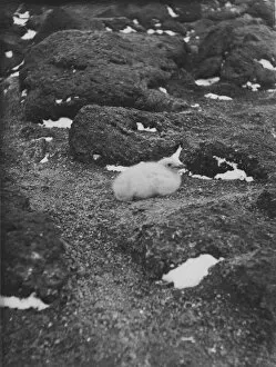 Antarctic Relief Expeditions 1902-04 Collection: Baby skua at Cape Royds