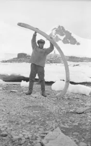 British Expedition to Graham Land, 1920-22 Collection: Bagshawe near base hut, holding whale bone, Waterboat Point, Paradise Bay
