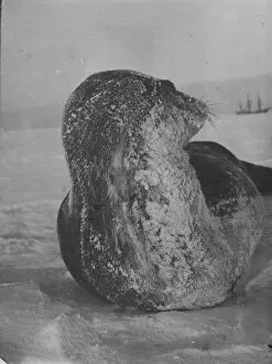 Antarctic Relief Expeditions 1902-04 Collection: Bashful Weddell seal