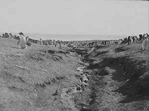 Antarctic Relief Expeditions 1902-04 Collection: The beach, Franklin Island, with Adelie penguins