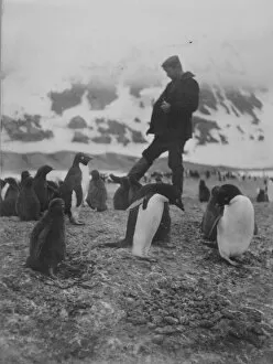 Antarctic Relief Expeditions 1902-04 Collection: Cape Adare. A man walks amongst a group of Adelie penguins