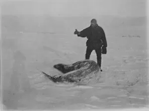 Images Dated 11th December 2015: Capt Colbeck and a Weddell seal