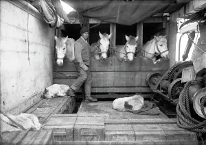 Editor's Picks: Capt. Oates and some of the ponies. On the deck of the Terra Nova