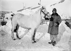 British Antarctic Expedition 1910-13 (Terra Nova) Collection: Capt Oates and pony Snippets. October 1911