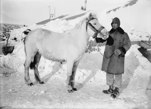 British Antarctic Expedition 1910-13 (Terra Nova) Gallery: Capt Oates and pony Snippets. October 1911