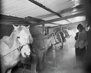 Images Dated 10th April 2015: Capt Oates and Siberian ponies in the stable at Winterquarters Hut. May 23rd 1911