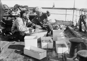 British Antarctic Expedition 1910-13 (Terra Nova) Gallery: Dennis Lillie and George Murray Levick examing trawl catch. January 24th 1911