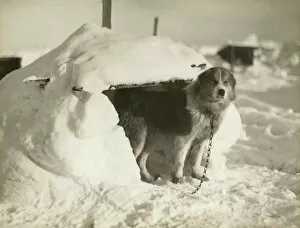 Images Dated 19th January 2004: A dog kennel made of snow and ice