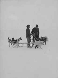 Antarctic Relief Expeditions 1902-04 Gallery: Dog team