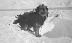 British Expedition to Graham Land, 1920-22 Collection: Dog, Waterboat Point, Paradise Bay