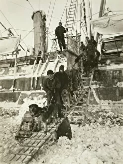 Imperial Trans-Antarctic Expedition 1914-17 (Endurance) Gallery: Dogs leaving the ship for training