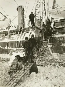 Dogs leaving the ship for training