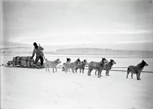 Dr Atkinson's dog team landing stores from the Terra Nova. December 2nd 1911