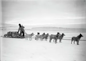 Trending: Dr Atkinsons dog team landing stores from the Terra Nova. December 2nd 1911