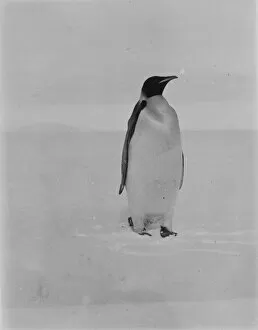 Antarctic Relief Expeditions 1902-04 Collection: Emperor penguin