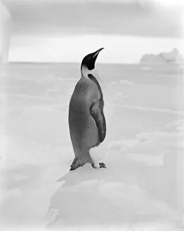 Antarctica Collection: Emperor penguin, April 1st 1911