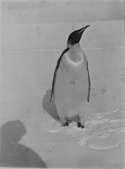 Emperor penguin. Shadow of the photographer in foreground