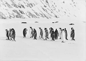 Debenham Gallery: Emperor penguins
