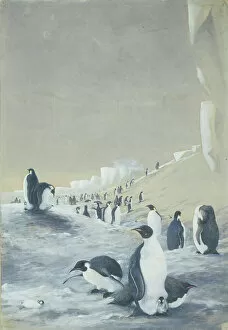 Artists: Edward Wilson Gallery: Emperor Penguins at Cape Crozier
