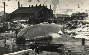 : The flensing plan, Grytviken, South Georgia