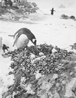 : Gentoo penguin with egg on nest