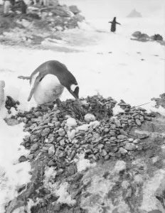 Scottish National Antarctic Expedition 1902-04 Gallery: Gentoo penguin with egg on nest