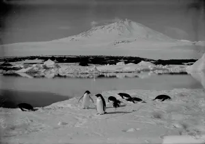Group of Adelie penguins on an ice floe, with Mount Erebus in background. January 5th 1911