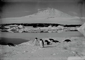 Images Dated 10th April 2015: Group of Adelie penguins on an ice floe, with Mount Erebus in background. January 5th 1911