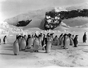 Birds Collection: Group of Emperor Penguins on the ice with snow covered rocks in background