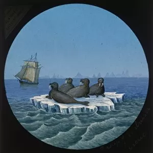 British Arctic Expedition 1875-76 Gallery: Group of Walruses, Arctic