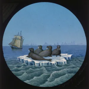 Images Dated 27th October 2017: Group of Walruses, Arctic