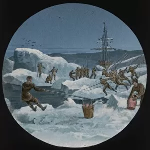 British Arctic Expedition 1875-76 Collection: Homeward bound (cutting a way through the ice)