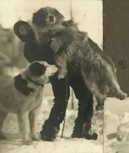 : Hussey with Samson and another dog