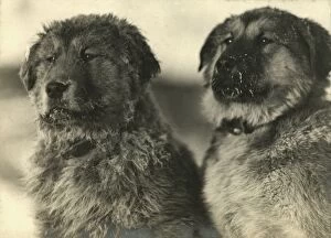 Imperial Trans-Antarctic Expedition 1914-17 (Endurance) Gallery: The Ikeys, who are the puppies of the dog named Sue