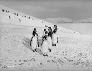 British Graham Land Expedition 1934-37 Gallery: King Penguins, Bay of Isles